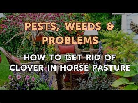 Thistles are very stubborn weeds, and if you do not catch them early on, they could take years to get rid of. How to Get Rid of Clover in Horse Pasture - YouTube