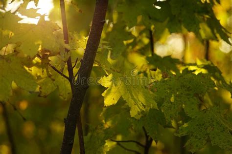 Autumn Maple Tree With Green Leaves In Sunny Forest Stock Photo Image