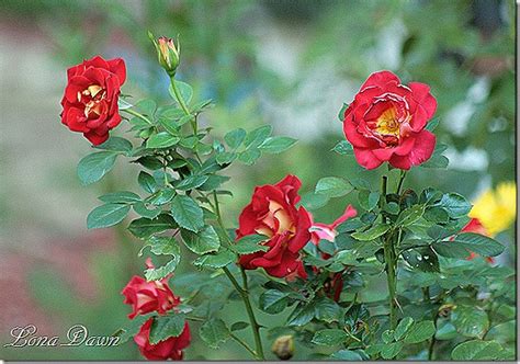 Bring your picnic into the garden with this vibrant gem. A Hocking Hill's Garden: Ketchup & Mustard Floribunda Rose