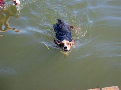 Can Basset Hounds Swim Page 5 Basset Hounds Basset Hound Dog Forums