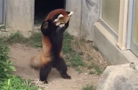 This Red Panda Trying To Scare A Rock Is Straight Up Amazing
