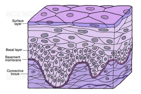 Photograph Stratified Squamous Epithelium Science Source Images