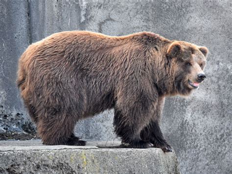 Ursus Arctos Horribilis Grizzly Bear In Sofia Zoo