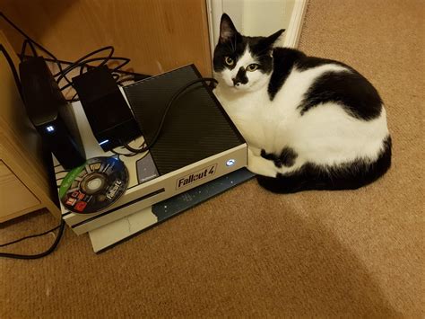 Meet Gizmo My Gamer Cat Gaming