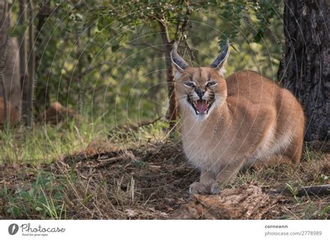 Wild Cat With Pointy Ears