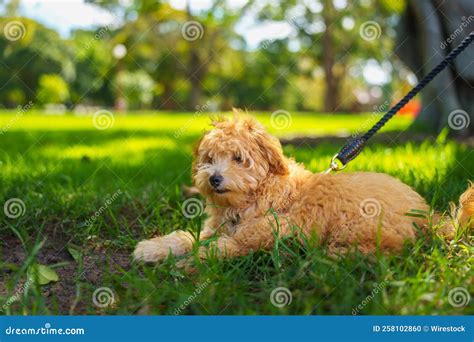 Closeup Of A Moodle Dog Lying On The Grass At A Park Stock Photo