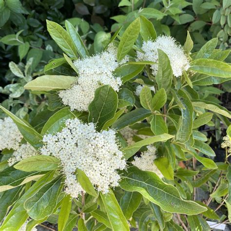 Viburnum Nudum Brandywine Viorne