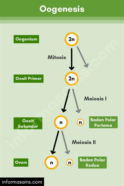 Mengenal Proses Spermatogenesis Dan Oogenesis Berikut Penjelasannya The Best Porn Website