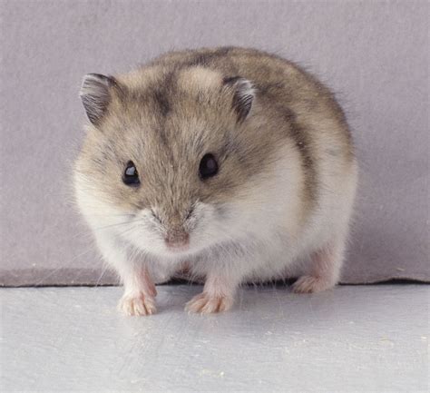 Dwarf Russian Hamster