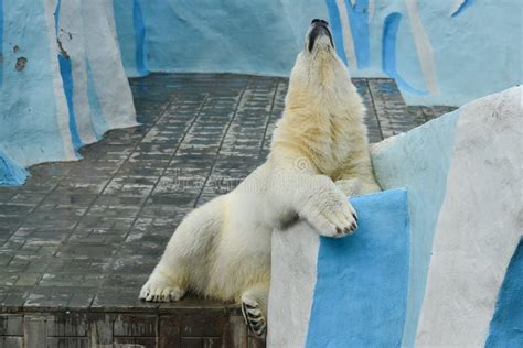 Polar Bear In A Zoo Summer Time Stock Photo Image Of Furry Blue