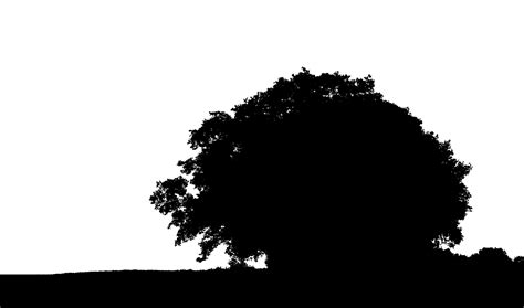 Tree Silhouette Free Stock Photo Public Domain Pictures