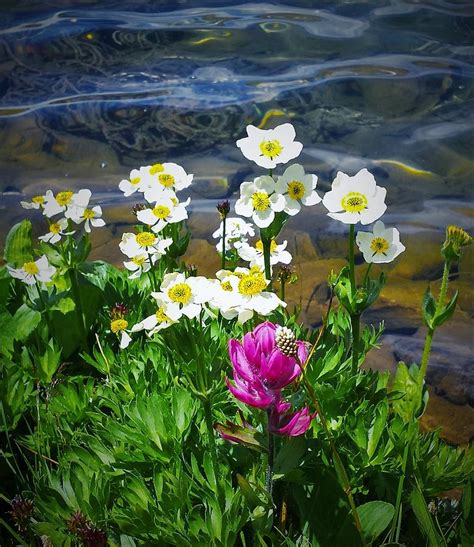 Flowers By The Lake Photograph By Julie Bremer