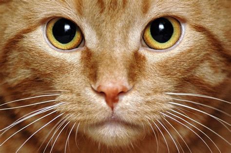 Pupils can dilate for several different reasons. Les moustaches des chats - Vibrisses du chat - Doctissimo