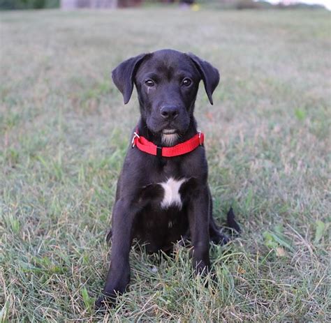 Full Size Black Lab Chihuahua Mix Pets Lovers