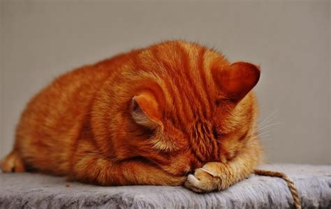 This can be problematic to ignore, as the coughing could be a symptom of a more serious medical issue, such as respiratory disease. A Hairy Situation: How To Treat And Prevent Hairballs In Cats