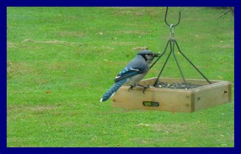 How To Attract Blue Jays To Your Backyard Mother 2 Mother Blog Blue