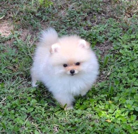 Choosing to adopt or go through a breeder for your new pomeranian puppy is a personal choice that requires research. pomeranian puppies for adoption Novena | Claseek™ Singapore