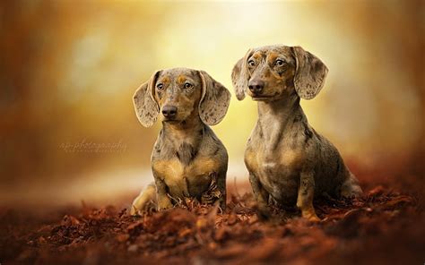 Hd Wallpaper Dogs Dachshund Mammal Domestic Animals One Animal