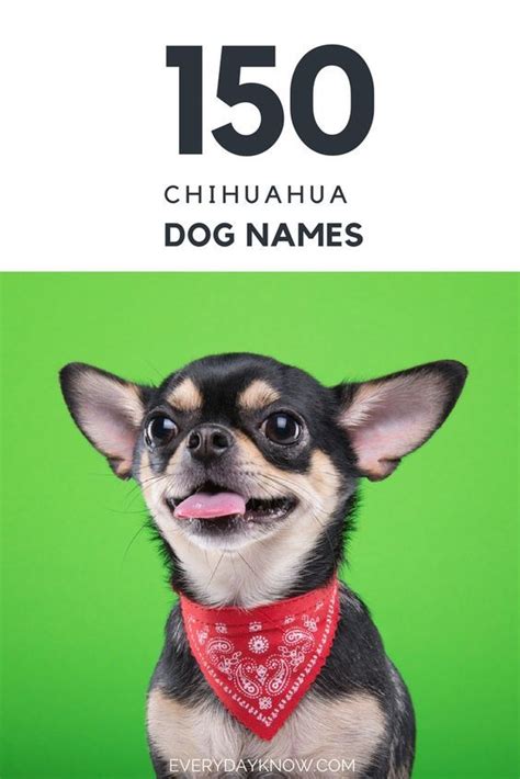 150 Chihuahua Dog Names Chihuahua Names Dog Names Chihuahua Dogs