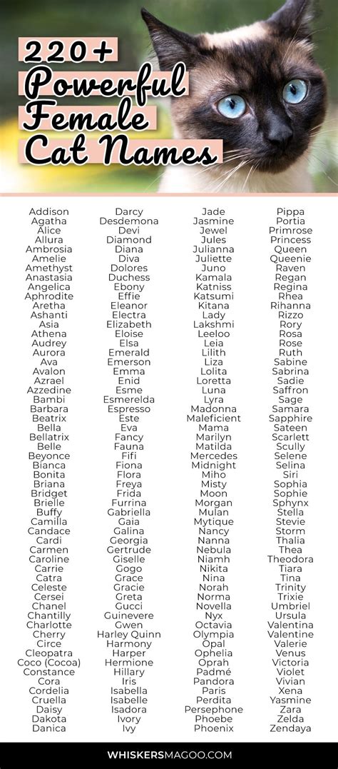 220 Powerful Female Cat Names For Feisty Felines Whiskers Magoo In