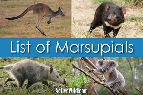 List Of Marsupials With Pictures And Facts Examples Of Marsupial Species