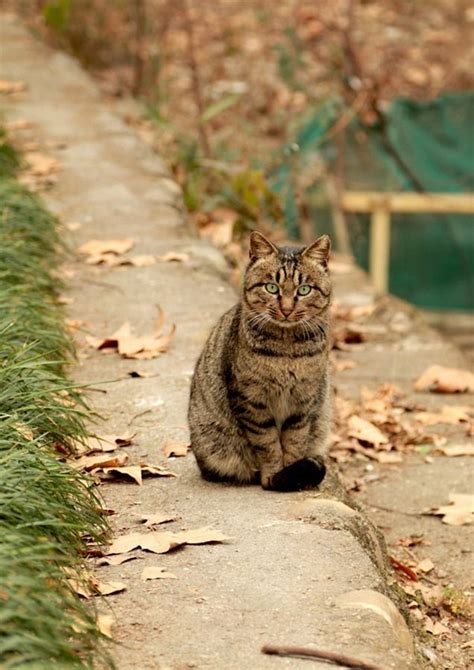 15 Famous Striped Cat Breeds In The World