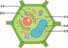 Fungsi Vakuola Kontraktil