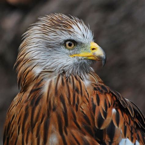 Red Kites The Most Majestic And Beautiful Birds Of Prey Red Kite Beautiful Birds Birds Of Prey