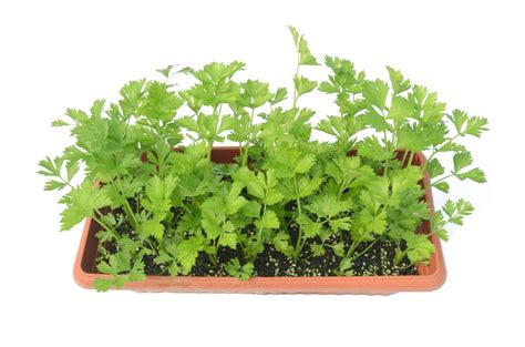 The Best Way To Grow Celery In Containers The Good Gardener