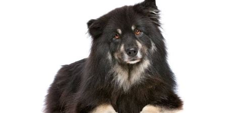 The Finnish Lapphund Dog Breed Explained Temperament Breed