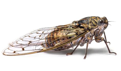Locust Vs Cicada 7 Differences Farmhouse Guide