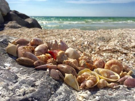 Sea Shells On Pass A Grille Beach St Pete Florida Sea Shells On Pass A