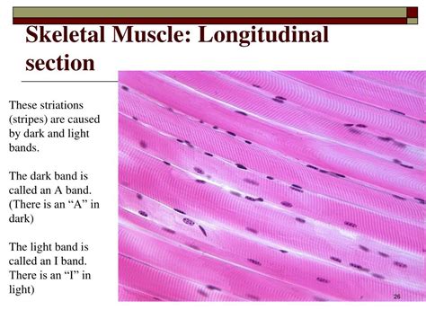 Longitudinal Section Of Skeletal Muscle
