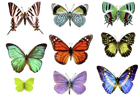 Nine Colorful Butterflies Photograph By Imv Fine Art America