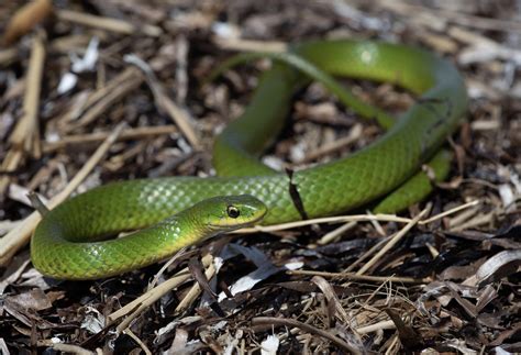 Smooth Green Snake Opheodrys Vernalis Ma 9120 Rherpetology