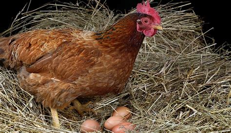 How Long Do Chickens Lay Eggs Eco Peanut