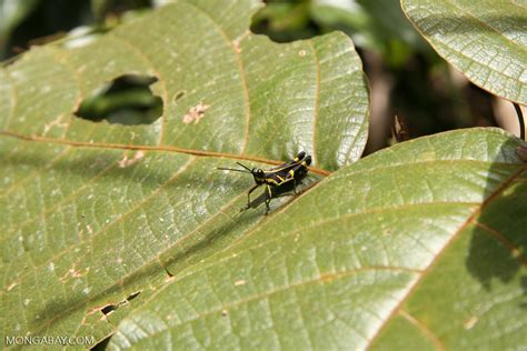Of course it's in florida. Black grasshopper with yellow stripes