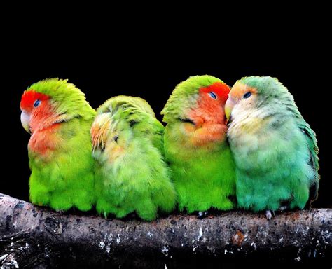 Love Bird Wallpapers Hd For Free Download