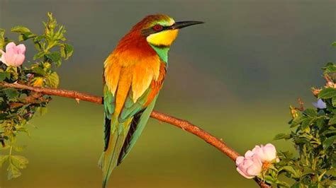 Bird Animal Beautiful Wild Wings Exotic Birds