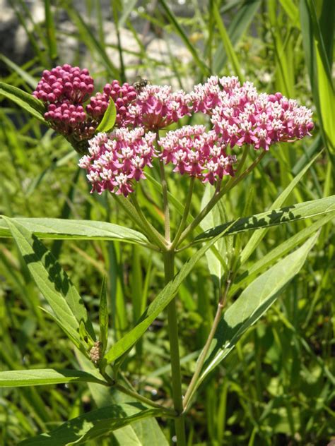 Enter, the national wildlife refuge system. Swamp Milkweed | reinsteinwoods.org