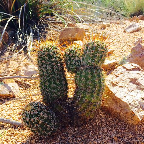 Desert may be a harsh environment, but it does not mean that flowers cannot grow there. Plants In Arizona Desert - venetta marielle