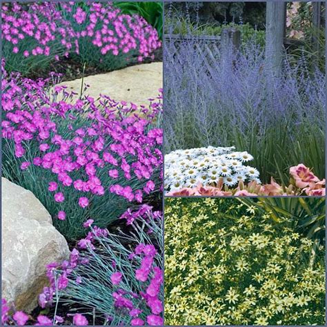 Deer And Rabbit Proof Sun Perennial Collection Rabbit Resistant Plants