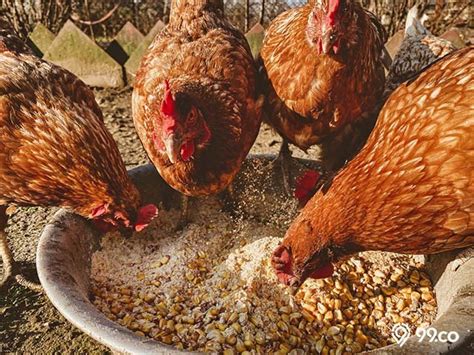 13 Pakan Ayam Alami Terbaik Yang Penuh Gizi Dan Bernutrisi