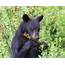 Hungry Black Bear Eating Berries  Great Smoky Mountains Photograph By