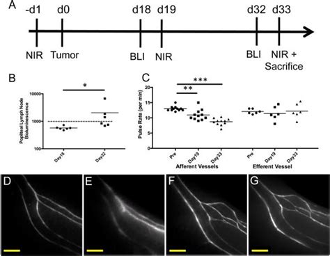 Use Of A Peg Conjugated Bright Near Infrared Dye For Functional Imaging