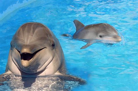 Cute Dolphin Wallpapers Wallpaper Cave
