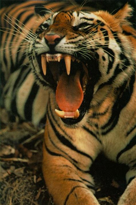 Scariest Animals Most Feared Animals Animal Danger