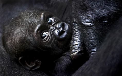 High Resolution Desktop Wallpaper Of Gorilla Image Of Gorilla Young
