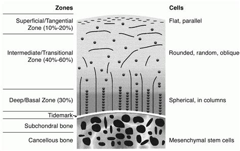 Articular Cartilage Biology JAAOS Journal Of The American Academy