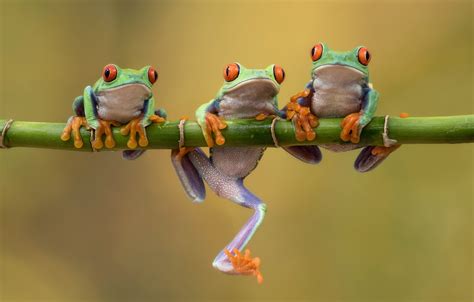 Wallpaper Background Bamboo Frogs Trio Trinity Tree Frog Red Eyed